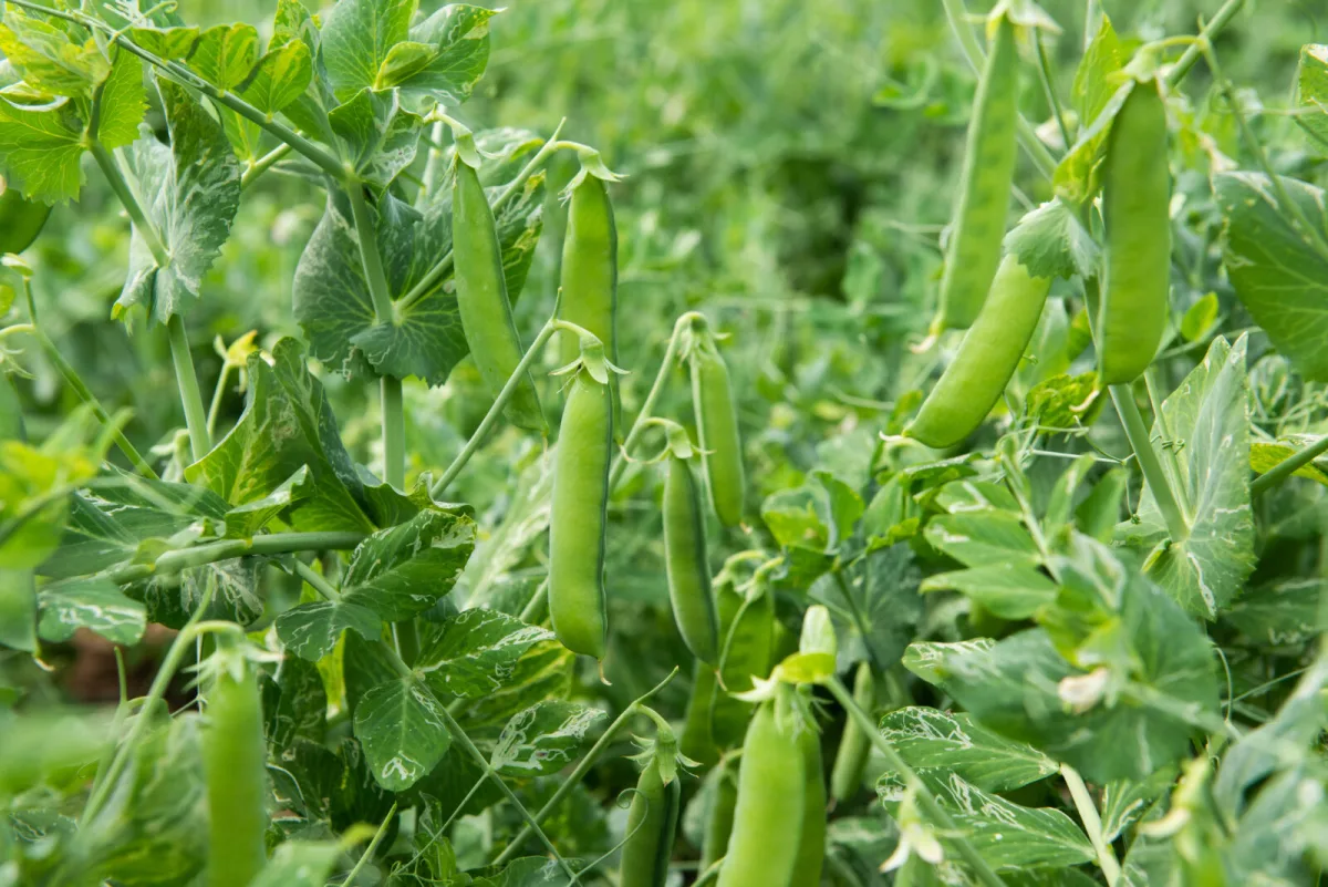 Los jardineros conocen el truco para cosechar guisantes hasta el otoño