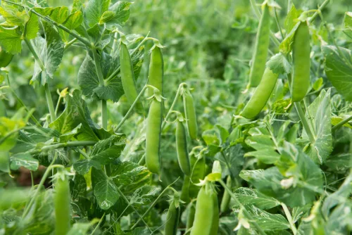 Los jardineros conocen el truco para cosechar guisantes hasta el otoño
