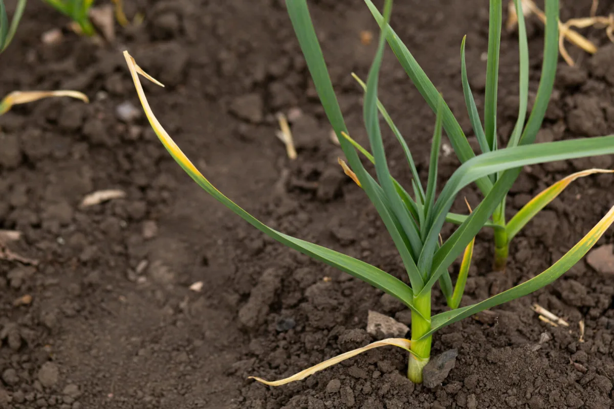 Why Garlic Leaves Turn Yellow and How to Tell the Right Harvest Time