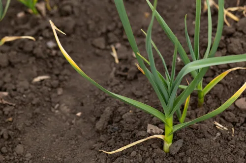Why Garlic Leaves Turn Yellow and How to Tell the Right Harvest Time