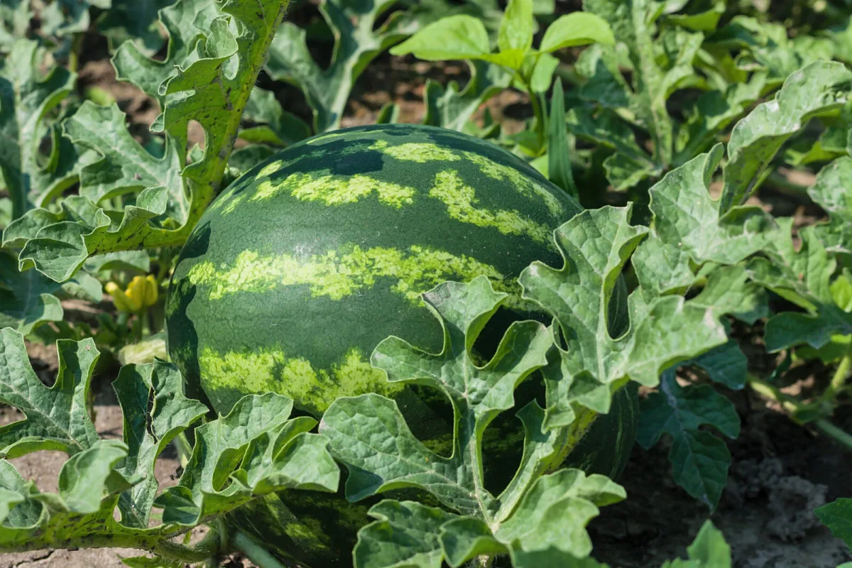 Vypestujte si melón, prekvapivo je to zelenina, ktorá chutí ako ovocie