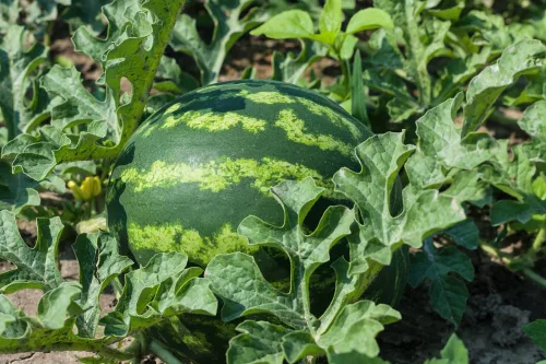 Vypestujte si melón, prekvapivo je to zelenina, ktorá chutí ako ovocie