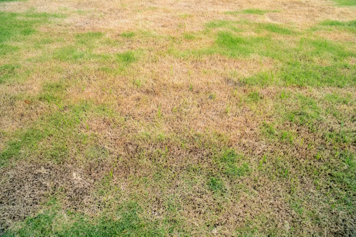 How to Save a Yellowing, Dying Lawn During Hot, Rain-Free Weather