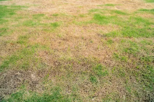 How to Save a Yellowing, Dying Lawn During Hot, Rain-Free Weather