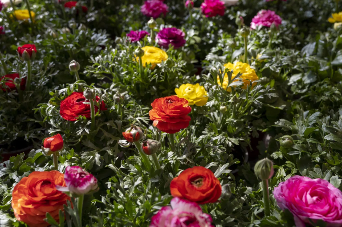 Iskerník ( Ranunculus) / Foto: Depositphotos