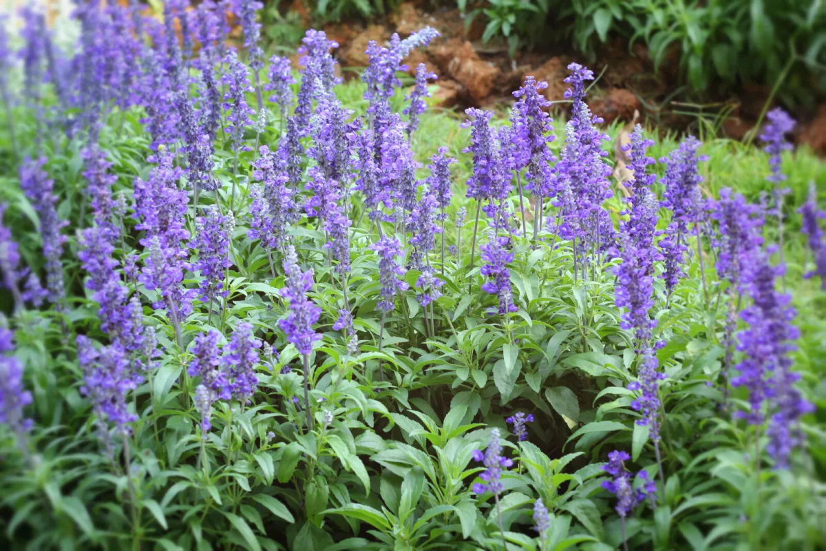 Growing herbs in challenging temperatures with minimal effort