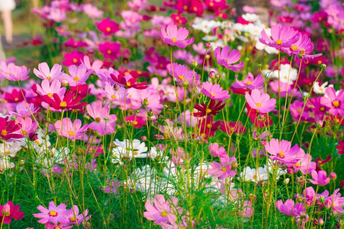 Krásenka (Cosmos) / Foto: Depositphotos
