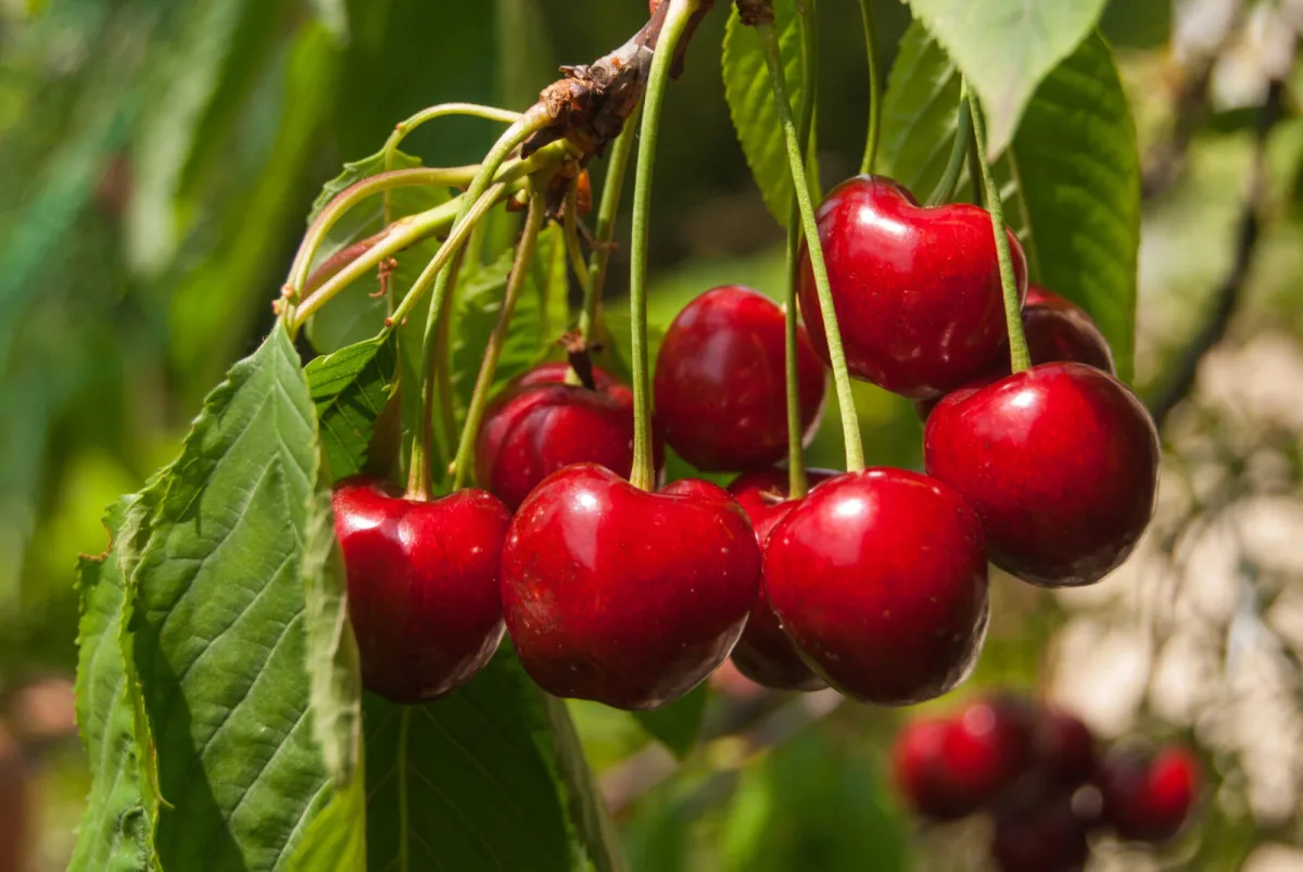 Cómo cultivar cerezas sin gusanos y frenar la mosca de la cereza antes de que arruine la cosecha
