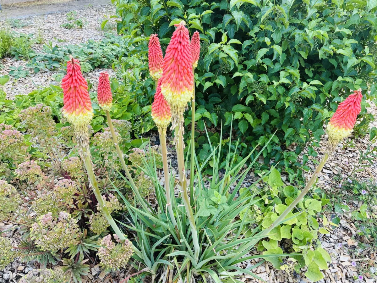 Kniphofia / Foto: Pestrazahrada
