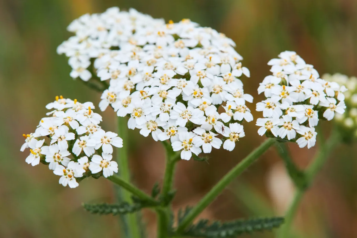 Duizendblad / Foto: Depositphotos