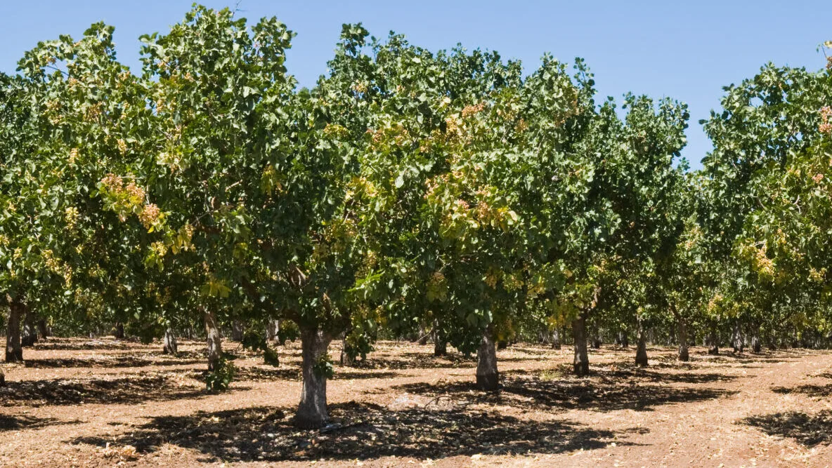 Pistachos / Foto: Depositphotos