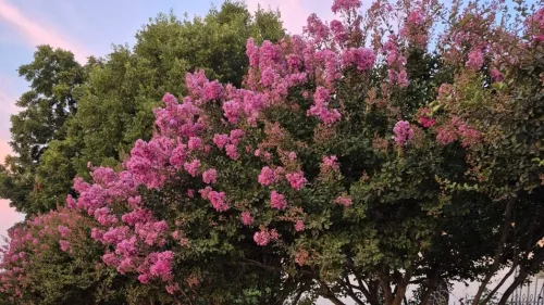 Et alternativ til hortensia der blomstrer i op til 120 dage og tåler tørke bedre