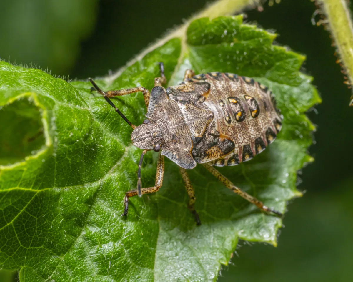 Red-legged shieldbug (Pentatoma rufipes) / Photo: Depositphotos