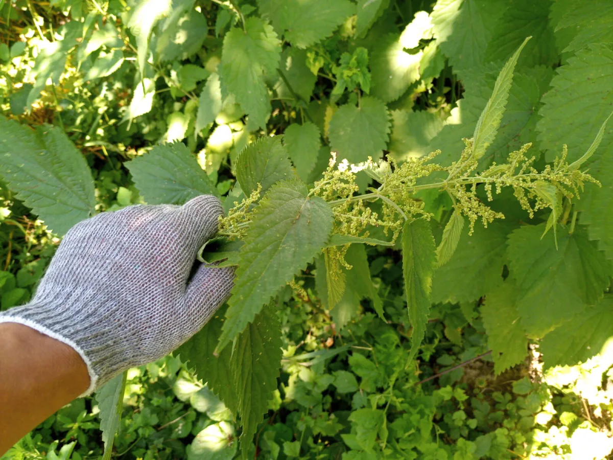 Žihľavové semienka / Depositphotos