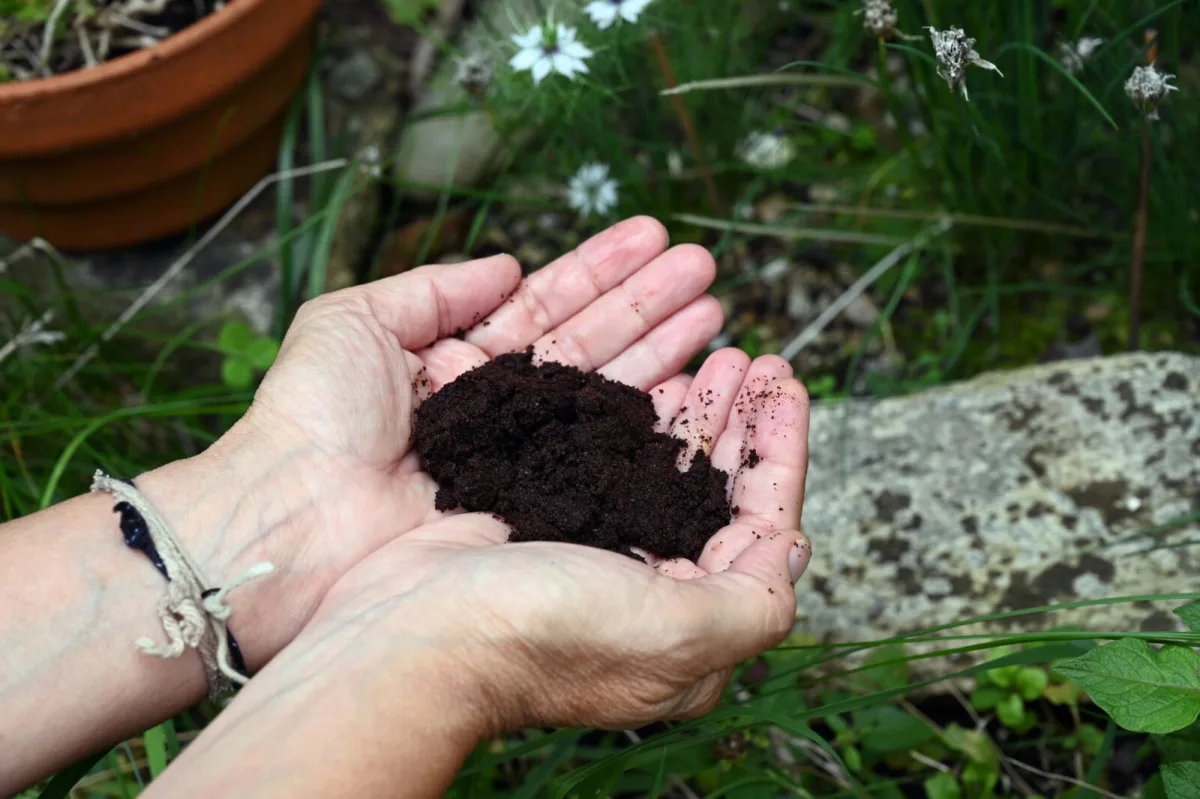 Coffee grounds as fertiliser / Depositphotos