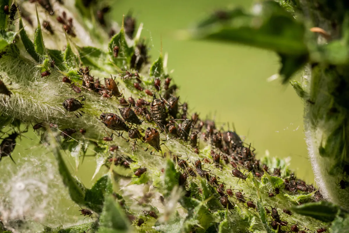 Currant infested with aphids / Photo: Depositphotos