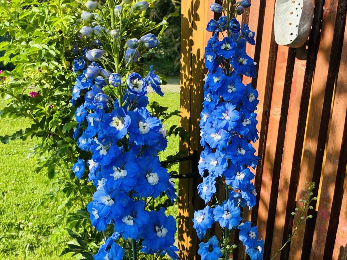 Larkspur Like a Catalogue Star A Practical Growing Guide for Every Garden