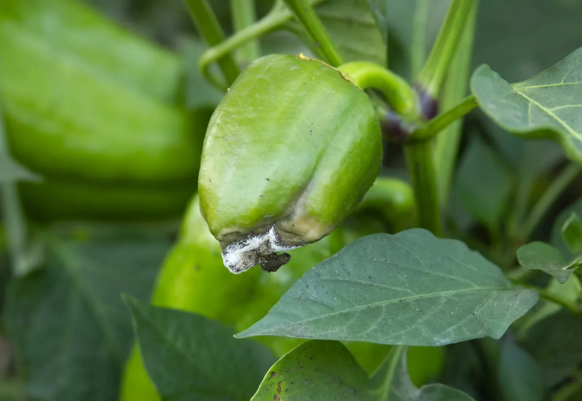 Paprika s plesňou / Depositphotos