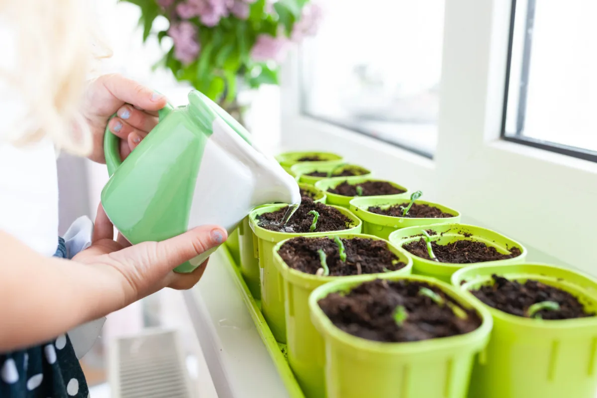 How to Water Seedlings Properly for Fast Growth and Strong Roots