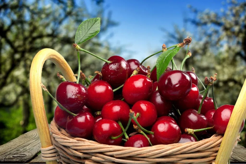 Čerešne / Foto: Depositphotos