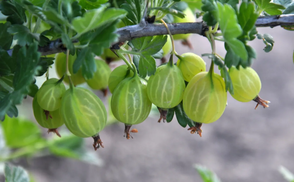 High temperatures don’t suit gooseberries and the fruit softens and drops