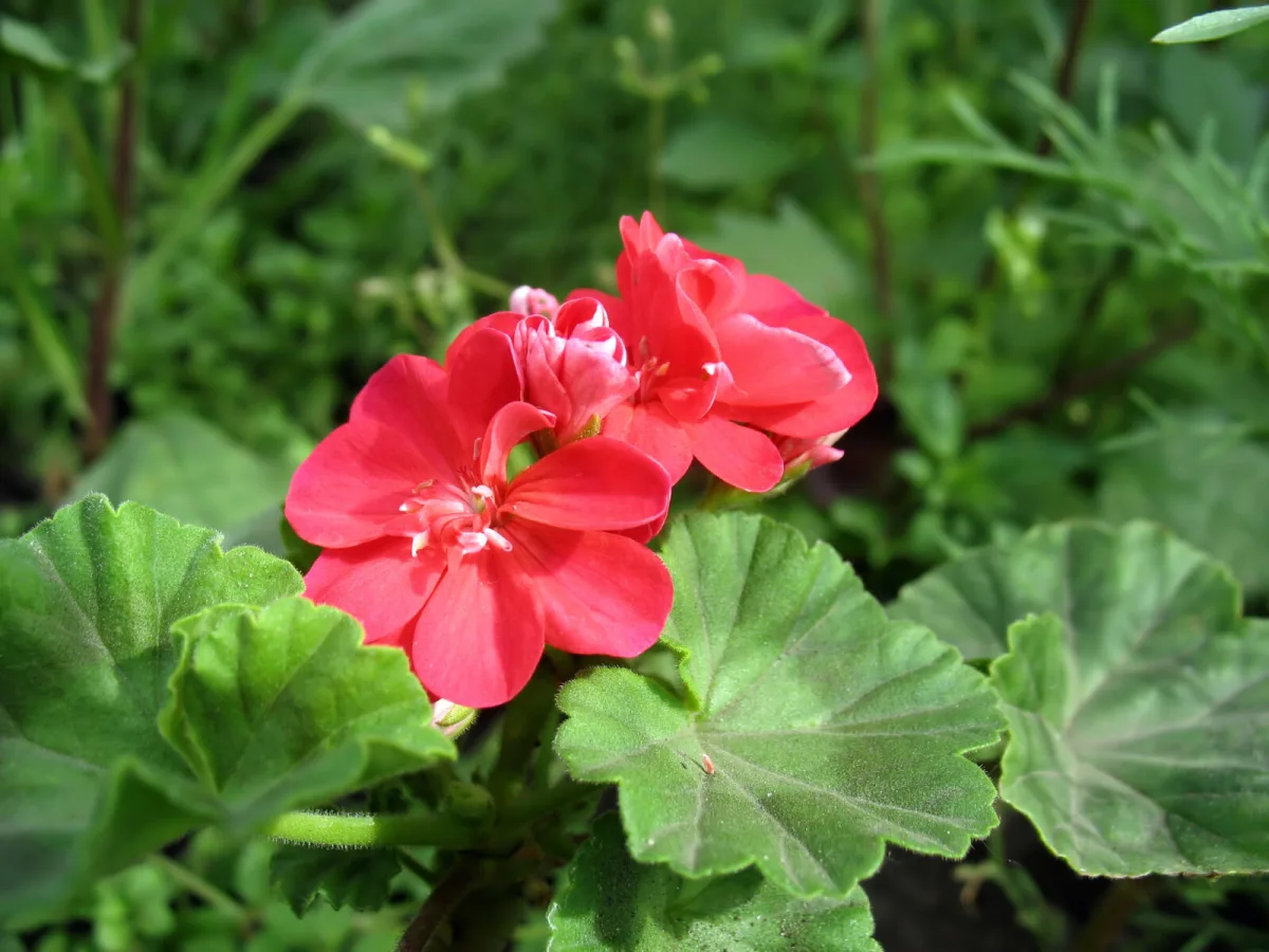 Pelargonium zonale / Foto: Depositphotos