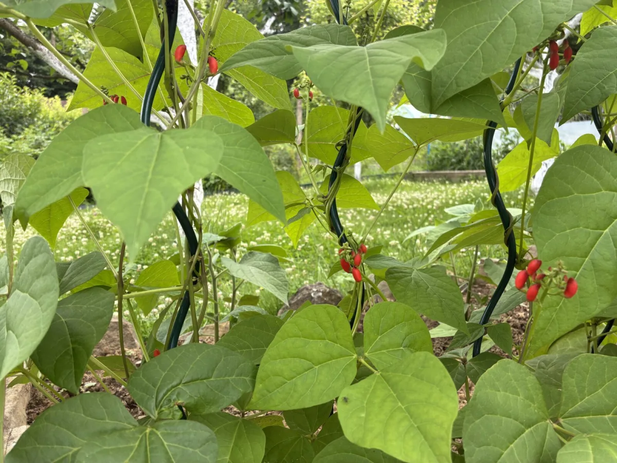 Runner beans can crop more if you avoid these growing mistakes