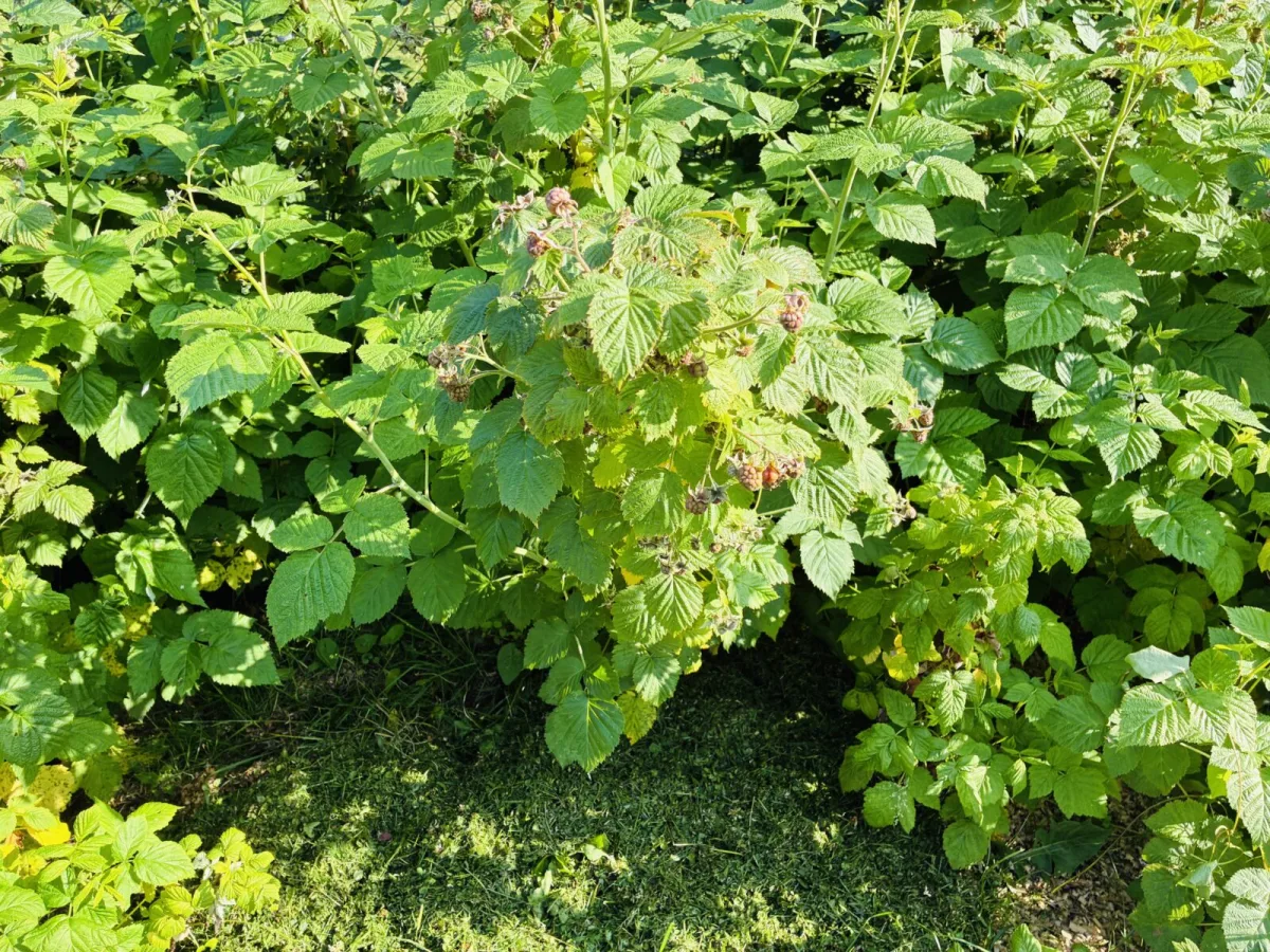 Mulching raspberries / Photo: Pestrazahrada.cz