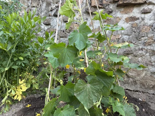 Watering Mistakes Can Cost You Half Your Cucumber Crop