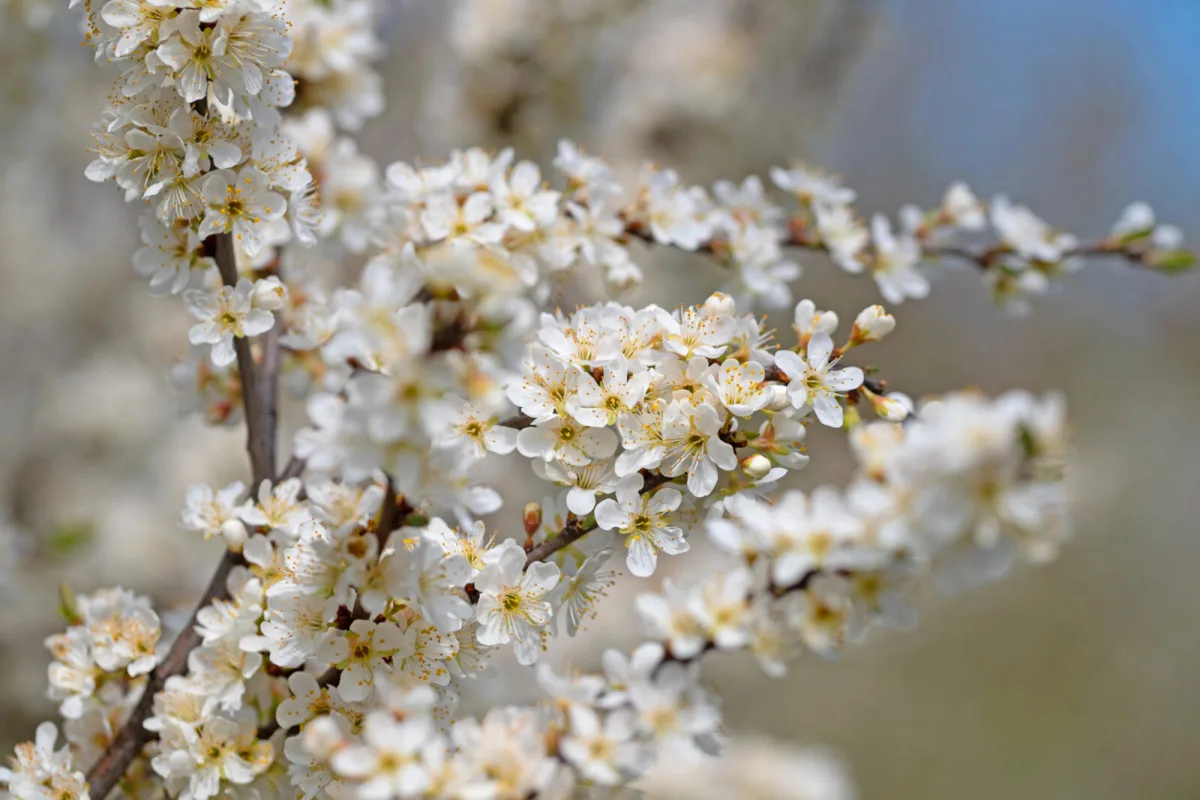 Slivka čerešňoplodá, teda myrobalán / Foto: Depositphotos