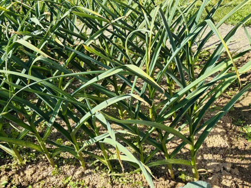 How to Tell When Garlic Is Ready to Harvest and What to Do with Flower Stalks