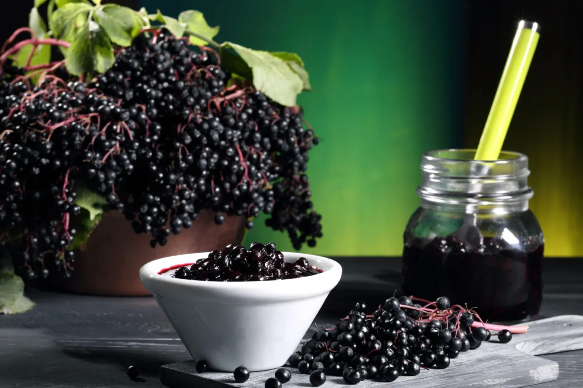 Čierna baza ( Sambucus nigra) / Foto: Depositphotos