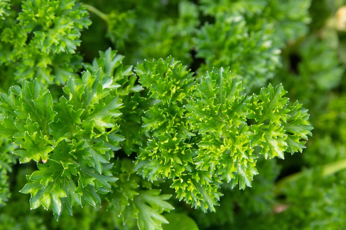 El perejil estará más verde y resistente si le das un sencillo abono casero