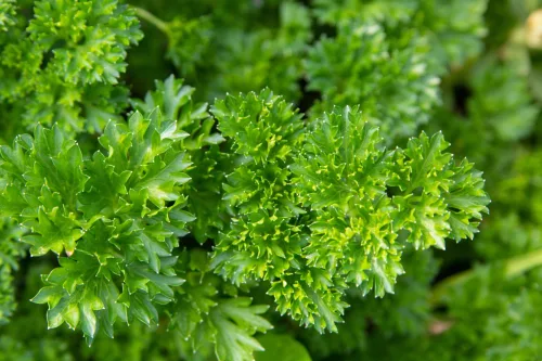 El perejil estará más verde y resistente si le das un sencillo abono casero