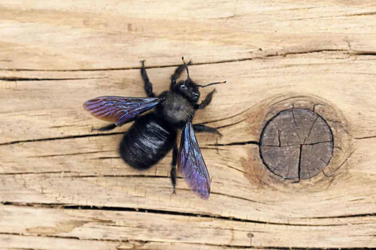 Black carpenter bee / Photo: Depositphotos