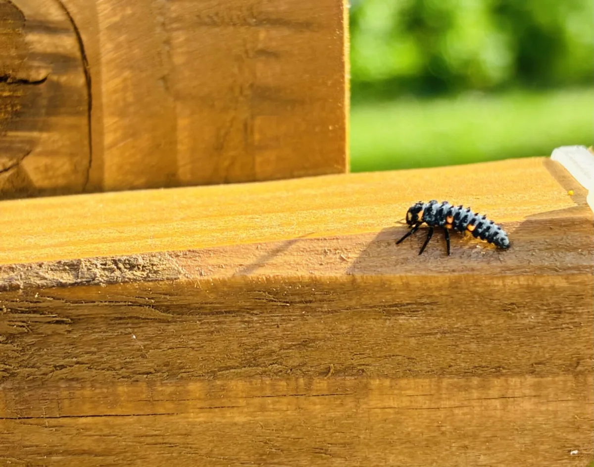 Larva lienky / Foto: Pestrazahrada.cz