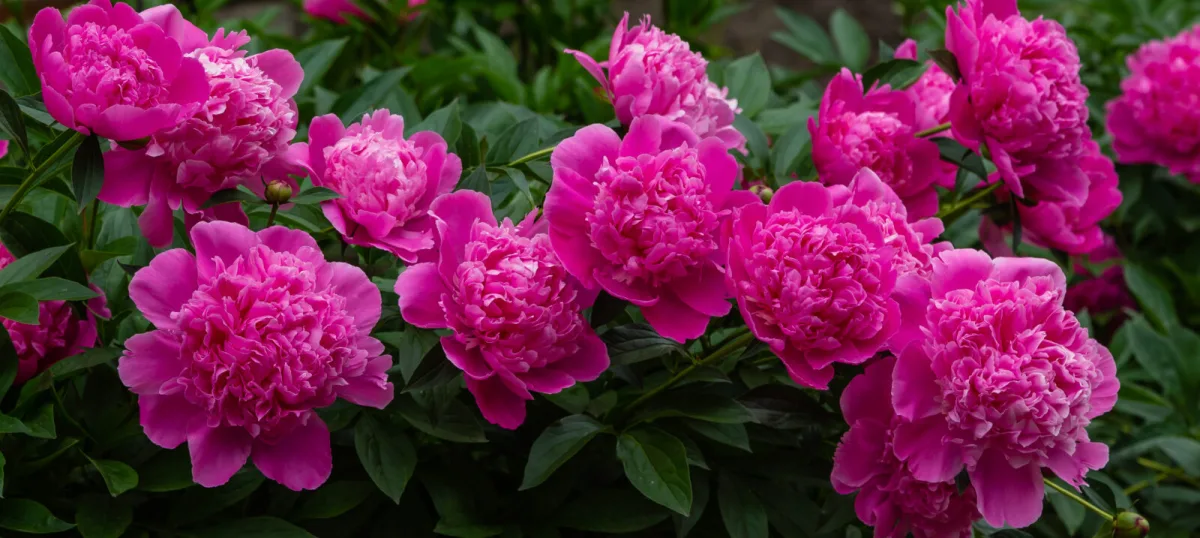 Pivónie (Paeonia) / Foto: Depositphotos