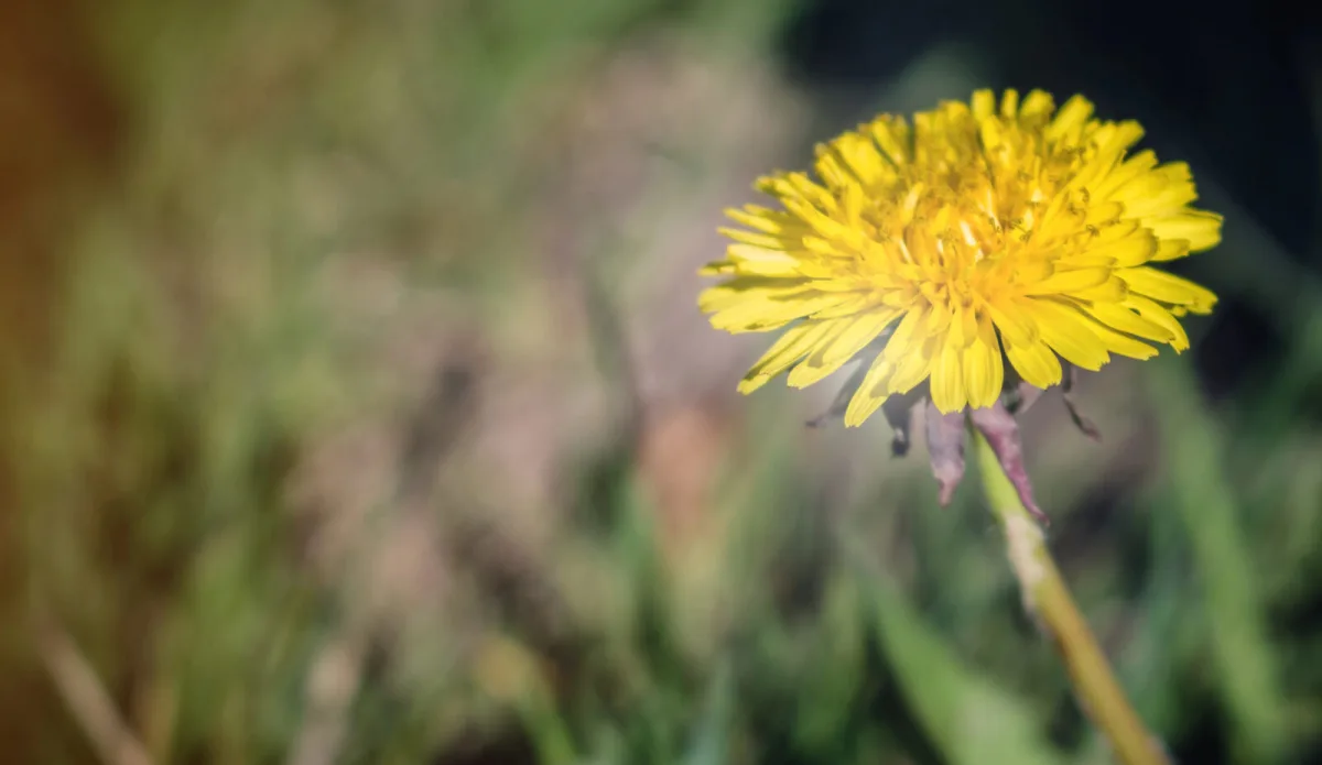 Diente de león / Foto: Depositphotos