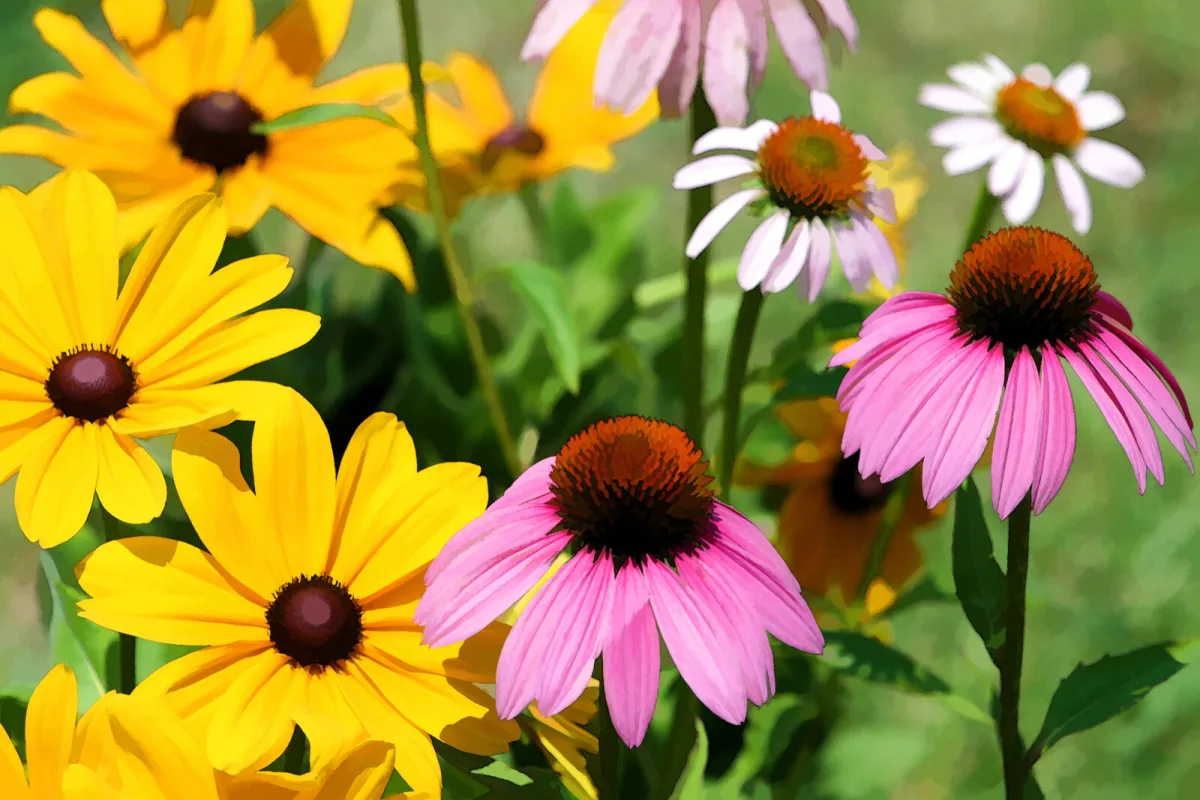 Rudbeckia / Foto: Depositphotos