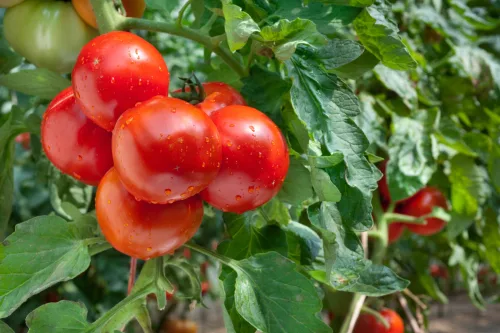 Prečo sa pri paradajkách oplatí myslieť na ochranu skôr, než sa objavia problémy