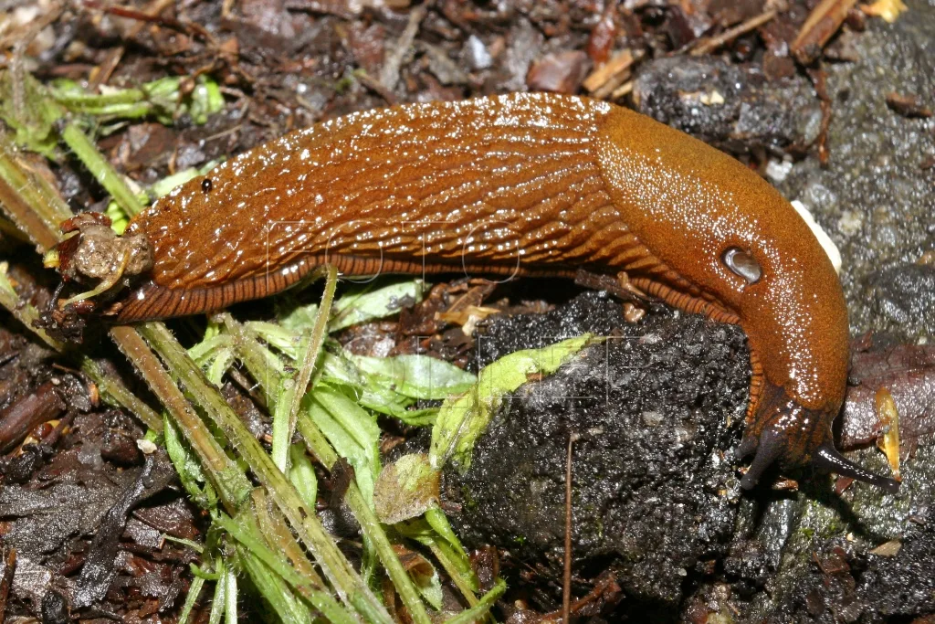 Slug / Photo: Depositphotos