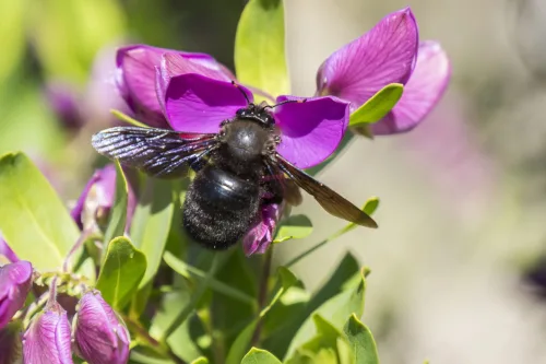 Glem frykten svart bie i Tsjekkia får hagen til å blomstre