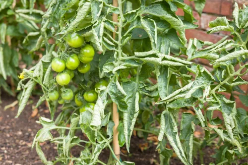 Curling tomato leaves after heat or rain, how to adjust watering and prevent damage