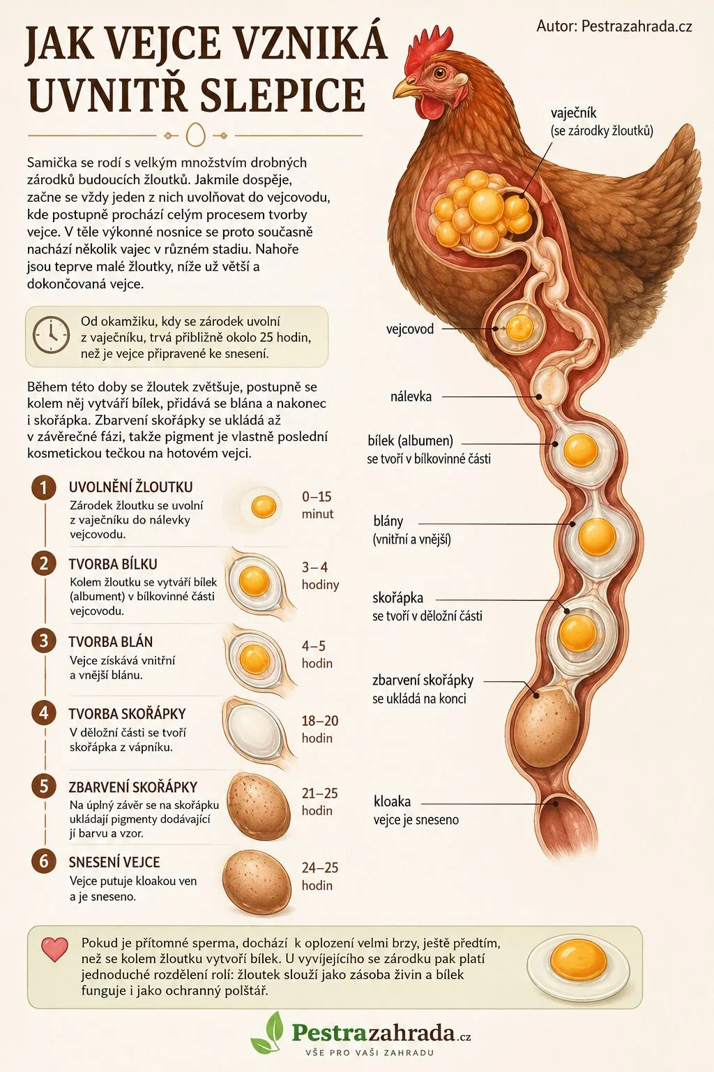 Ako vzniká vajce? / Ilustrácia: AI / Pestrazahrada.cz