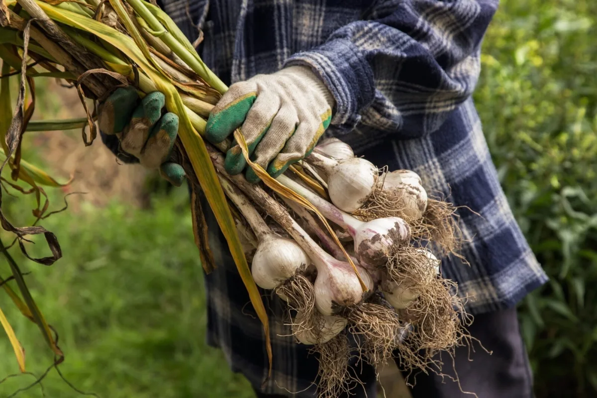 Garlic after harvest / Photo: Depositphotos