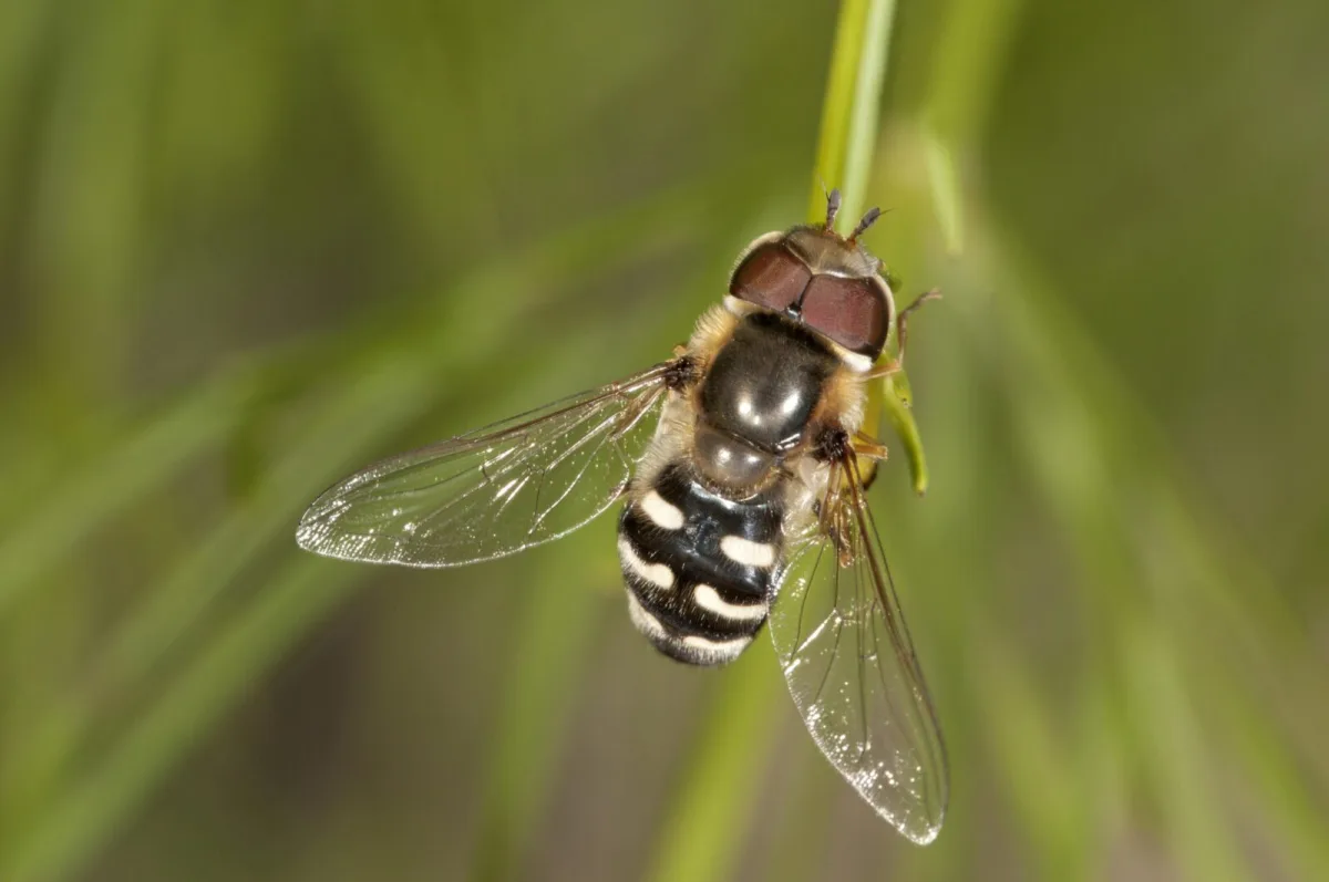 Pestrenka / Foto: Depositphotos
