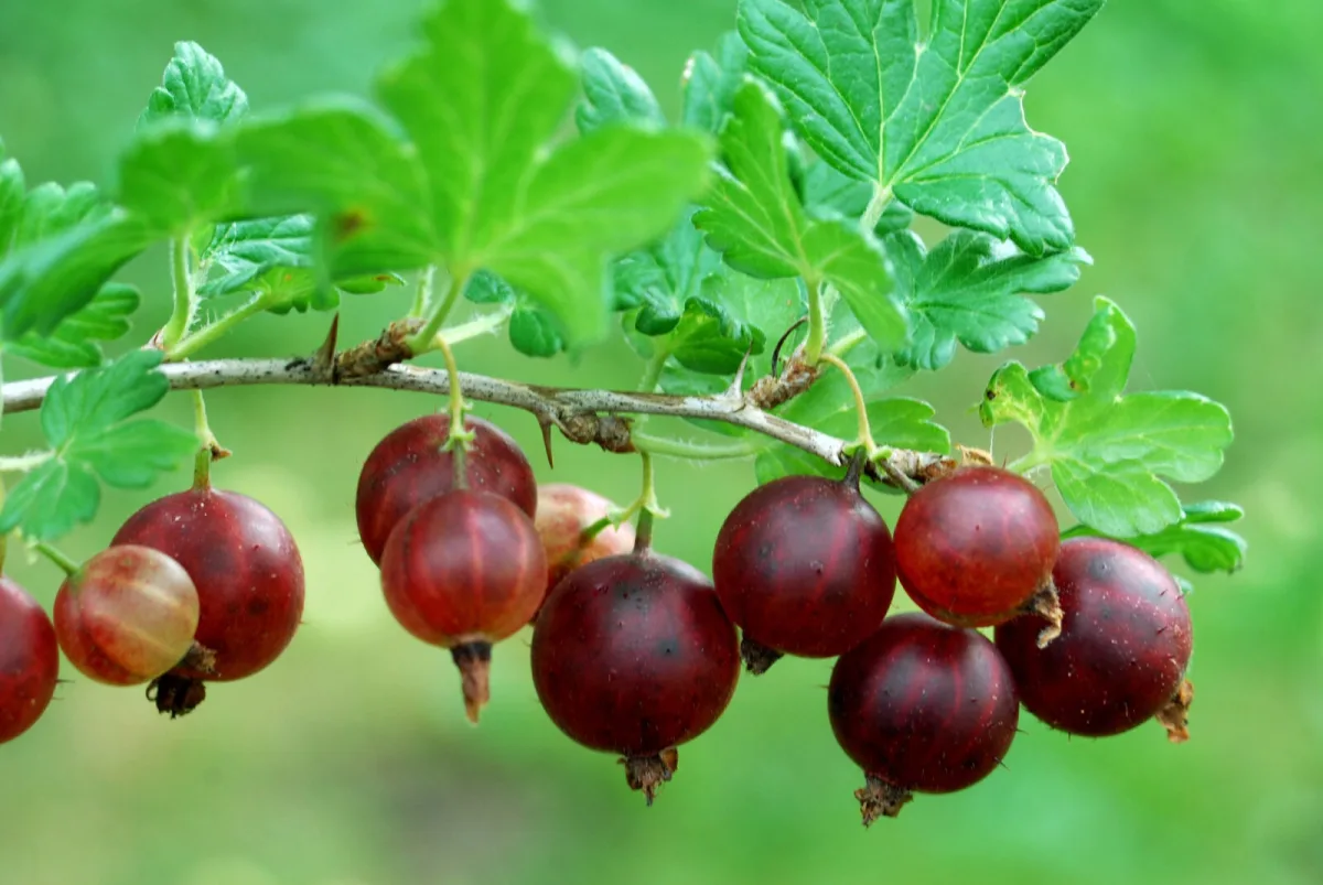 Gooseberries / Photo: Depositphotos