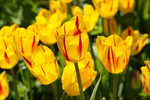 Prečo tulipány po odkvitnutí nestrihať a kedy správne vybrať cibuľky