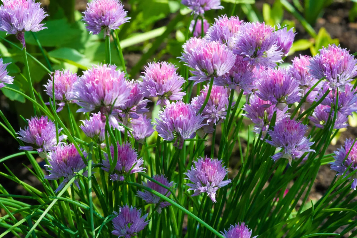 Don’t Throw Away Flowering Chives, Learn How to Make the Most of Them