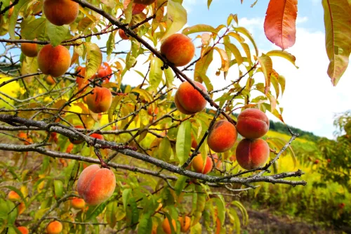 How to Grow Peaches in a Cooler Climate for Sweet, Juicy Fruit
